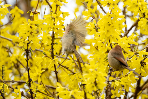 Принти на полотні A Vinous-throated Parrotbill perched on a forsythia flower on a drizzly morning