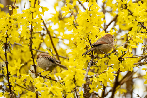 A Vinous-throated Parrotbill perched on a forsythia flower on a drizzly morning