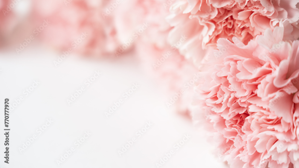 Pink carnations on white background. Greeting card. Summer or spring flower composition. Copy space. Birthday, Wedding, Mothers Day, Valentines day, March 8, Womens Day.