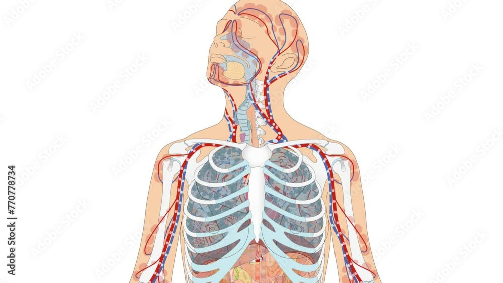 Grafkanimation vom Blutkreislauf - Animation mit Zoom auf Herz sowie Lungenkreislauf und Körperkreislauf vom Blut des Menschen
