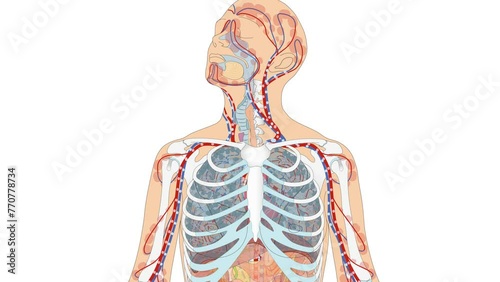 Grafkanimation vom Blutkreislauf - Animation mit Zoom auf Herz sowie Lungenkreislauf und Körperkreislauf vom Blut des Menschen photo
