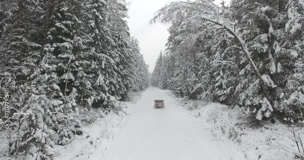Pine Tree Forest in Winter in Lithuania. Drone Point of View. Road in the Middle of the Frame