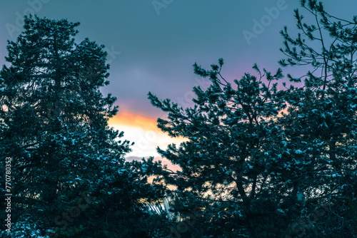 Snow-dusted pines against a winter sunset's glow.
