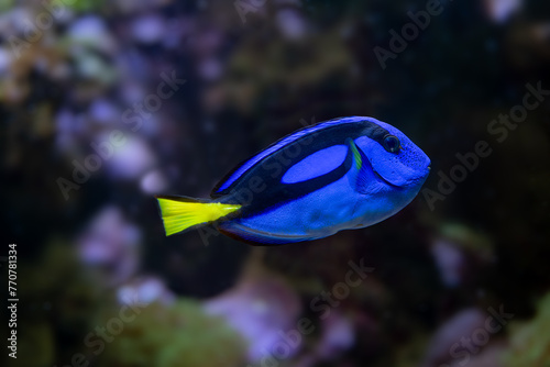 Blue Tang, Blue Hippo Tang or Palete Surgeonfish (Paracanthurus hepatus)