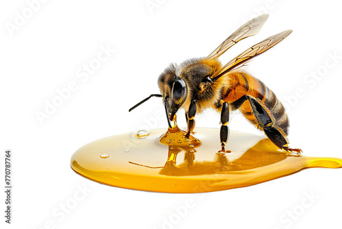 A diligent bee working tirelessly to make the sweetest honey isolated on white background photo