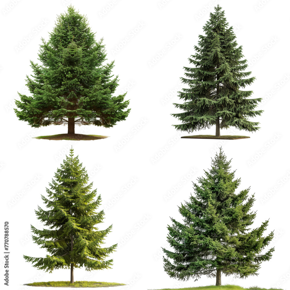 Set of four diverse trees isolated on transparent background