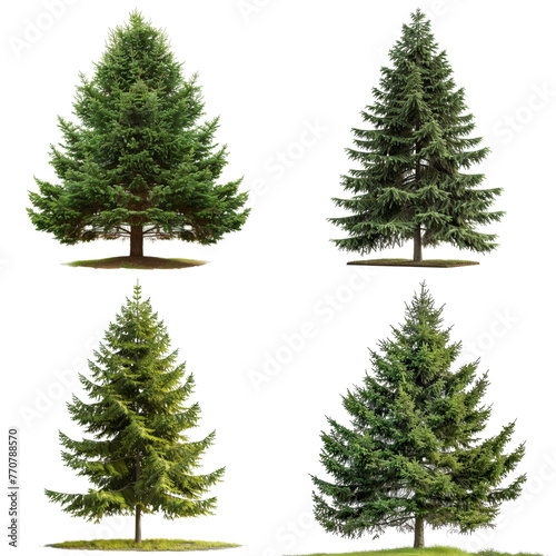 Set of four diverse trees isolated on transparent background © Rene Grycner