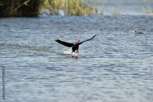 Foto Purple Swamphen or Purple Gallinule