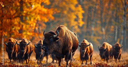Bison Herd Amid Vibrant Autumn Foliage photo
