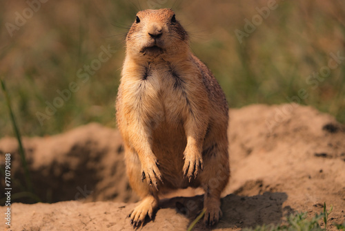 Prairie Dogs Theodore Roosevelt National Park