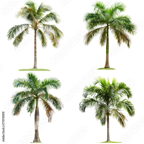 Set of four diverse trees isolated on transparent background