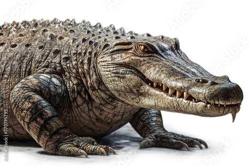 Alligator's Regal Pose on Pure White