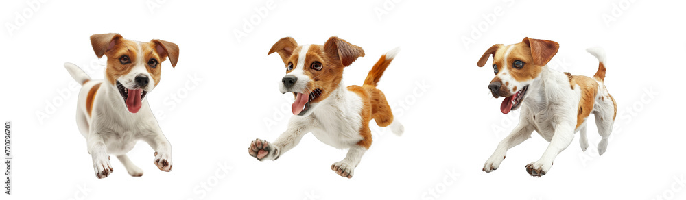 realistic set of Joyful Dog Playing isolated on white background