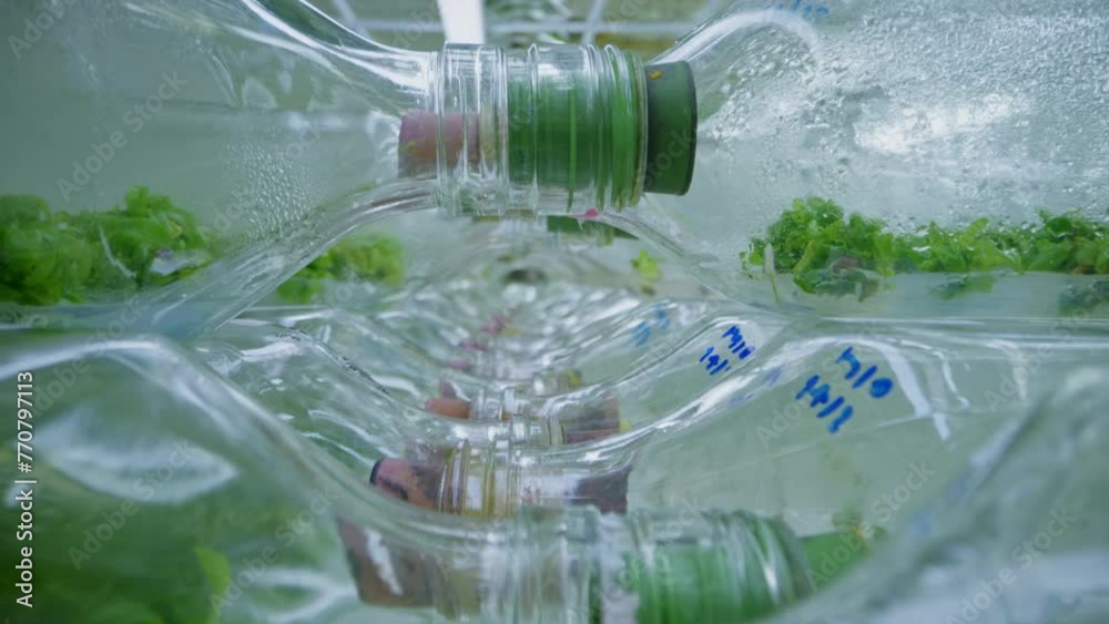 Tissue Growing Plant tissue culture use techniques grow plant cells tissues or organs ...