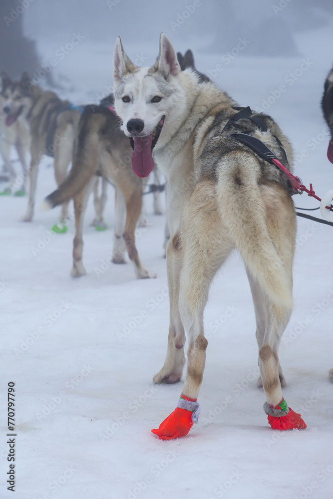 Husky dog ready for a ride, Pyrenees, France, High quality photo Husky dog ready for a ride, Pyrenees, France, High quality photo
