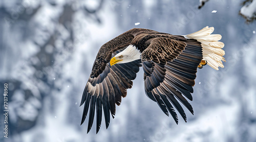 a bald eagle is flying with outstretched wings in the a 56e562cd-682f-458c-adfb-90c58f19d684 photo