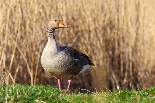 Greylag goose standing on the grass near the reeds, drying feathers in the sun, close up