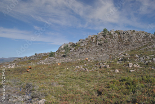 Paisagem da serra do Gerês no norte de Portugal, zona de pasto do tradicional Boi Barrosão
