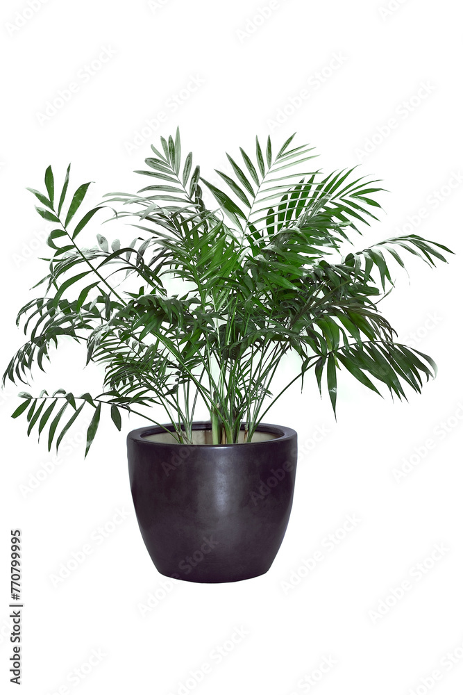 Fototapeta premium Kentia Palm Tree grey in pot. Houseplant isolated on white background