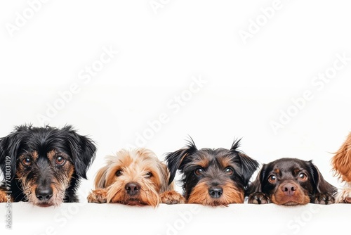 Adorable Dogs of Various Breeds Peeking Out, Isolated on White with Copy Space, Pet Photography