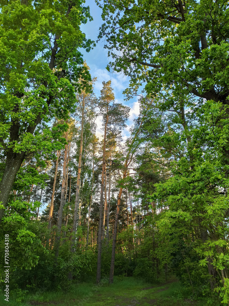 Fototapeta premium Beautiful green trees in a coniferous forest