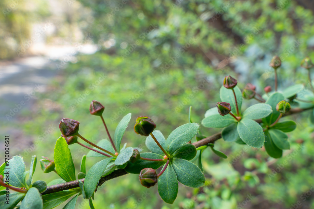 Obraz premium 春の散歩 ユキヤナギのつぼみがふくらんで