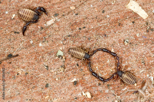false scorpion Pseudoscorpion (neobisium sp). Sardinia. Italy photo