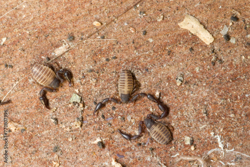 false scorpion Pseudoscorpion  neobisium sp . Sardinia. Italy