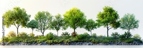 Green Trees Isolated On White Background, Background HD, Illustrations