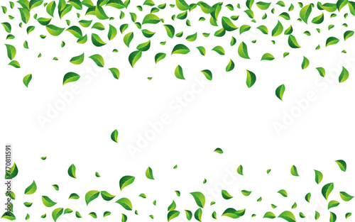 Green_Leaves_white_background_899.eps