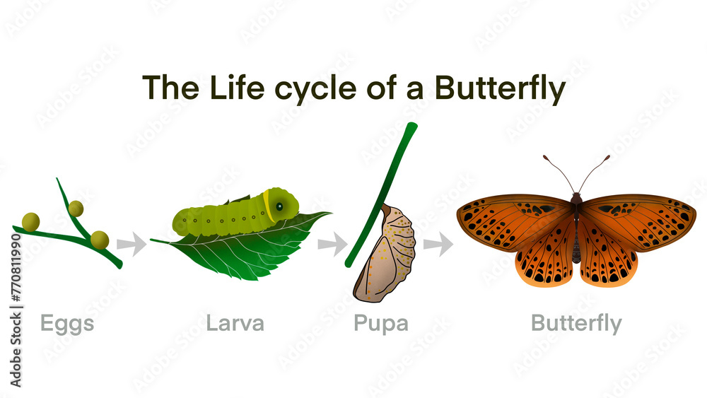 Butterfly life cycle Cartoon caterpillar insects metamorphosis eggs