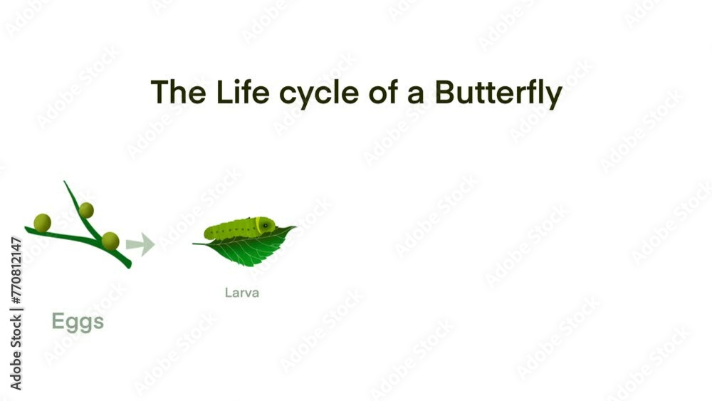 Butterfly life cycle Cartoon caterpillar insects metamorphosis eggs