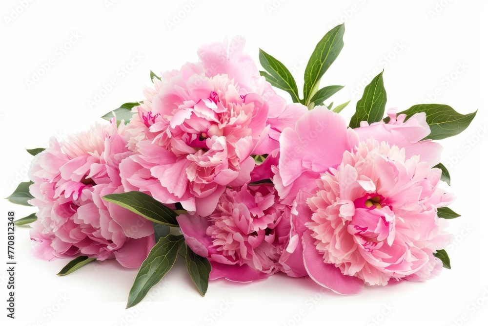 Lush bouquet of pink peony flowers isolated on white background, floral beauty