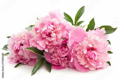 Lush bouquet of pink peony flowers isolated on white background  floral beauty