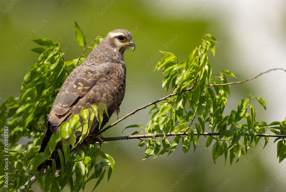 Fototapeta premium Snail kite in south Florida 
