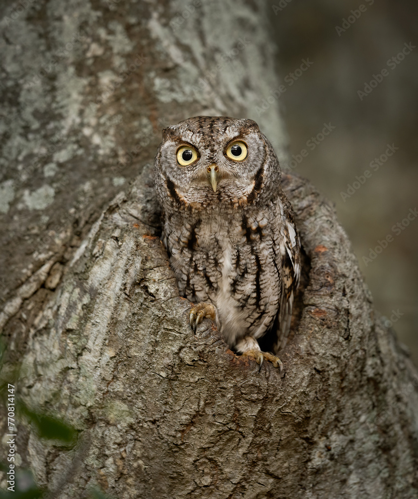 Eastern screech owl in a tree - obrazy, fototapety, plakaty 