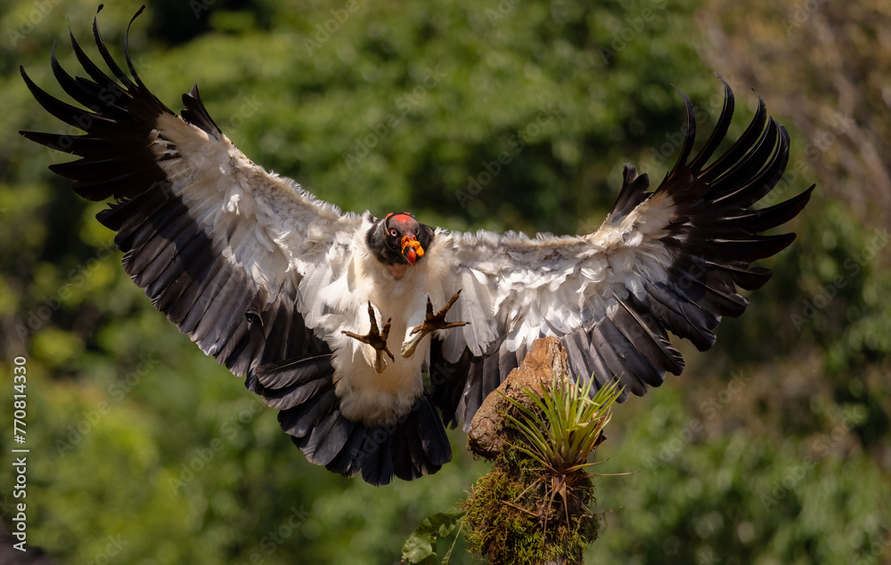 Fototapeta premium King vulture in the rainforest of Costa Rica