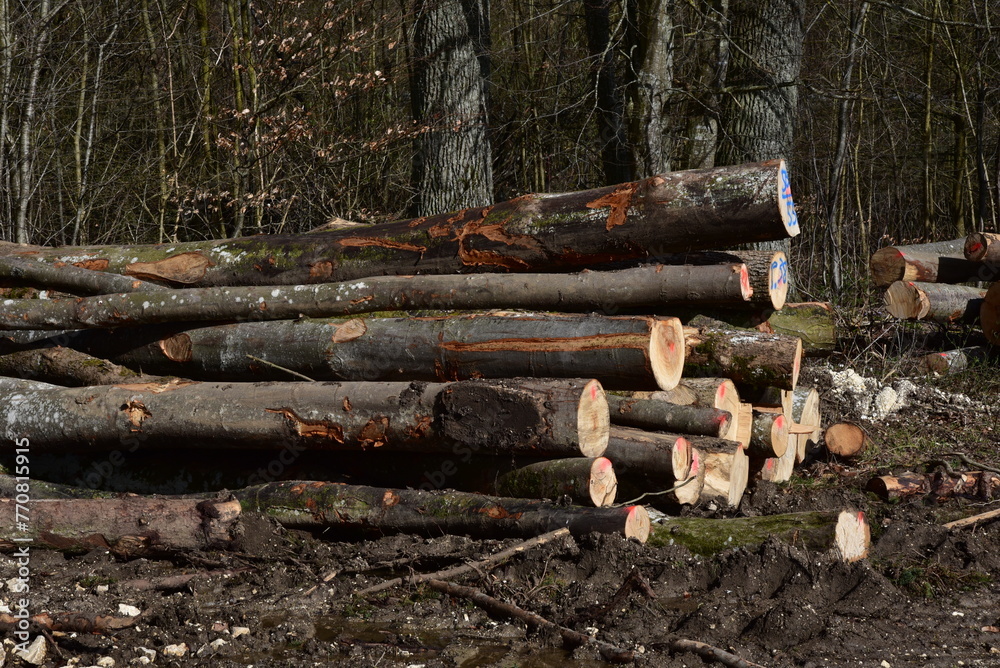 geschlagene Bäume, Baumstämme aus Buche und Birke am Lagerplatz am Waldrand geschlagene Bäume, Baumstämme aus Buche und Birke am Lagerplatz am Waldrand
