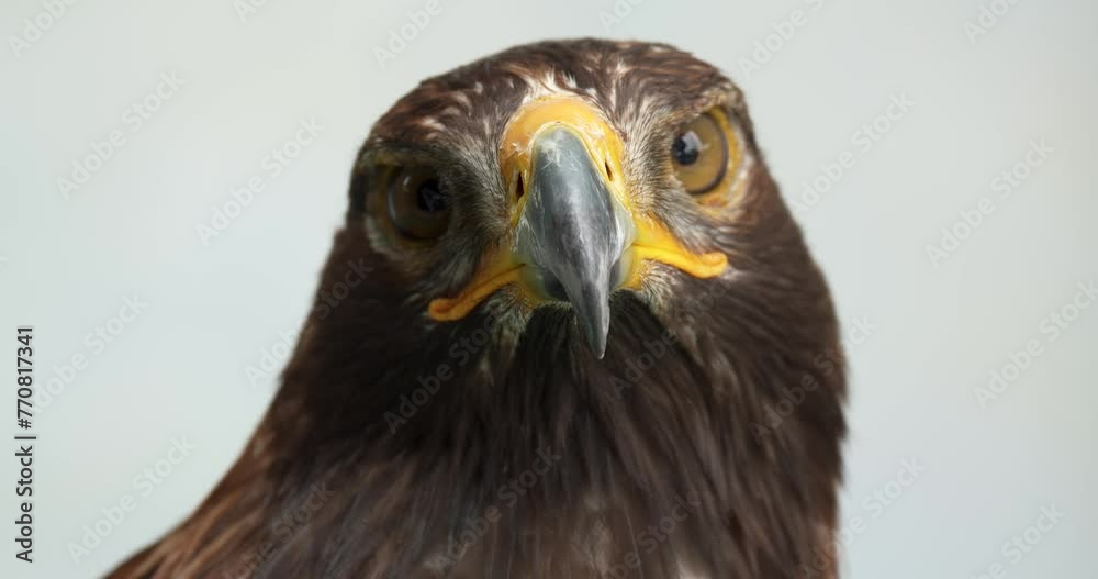 Harris's hawk (Parabuteo unicinctus) is one of the most famous birds of prey of the hawk family. The Harris hawk is a medium sized hawk that is found in North and South America. High definition shot a