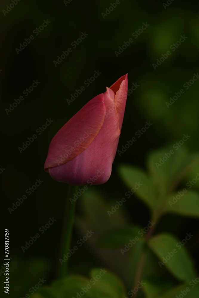 Single pink tulip on bokeh background blurred as painted, selective focus, closeup.