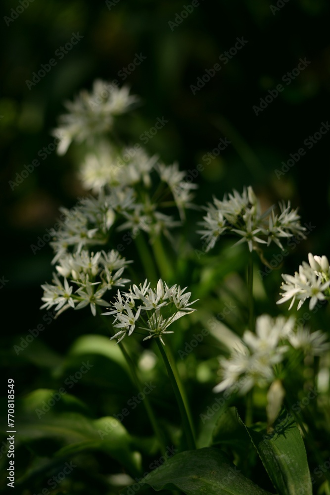 Wild garlic flowers on dark green bokeh background, blooming bear's garlic, spring white flowers background, selective focus. Wild garlic flowers on dark green bokeh background, blooming bear's garlic, spring white flowers background, selective focus.
