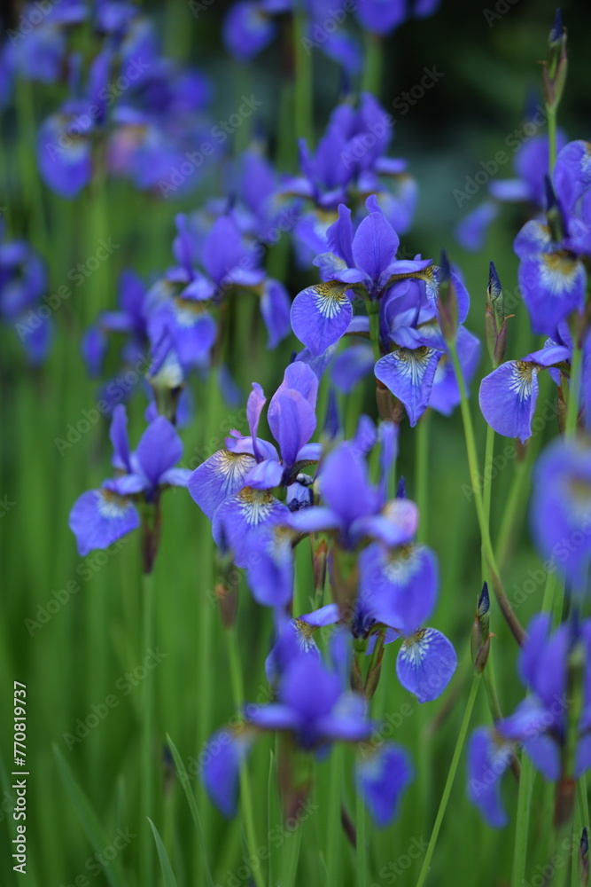 Violet siberian iris closeup on background of bokeh irises. Violet siberian iris closeup on background of bokeh irises.