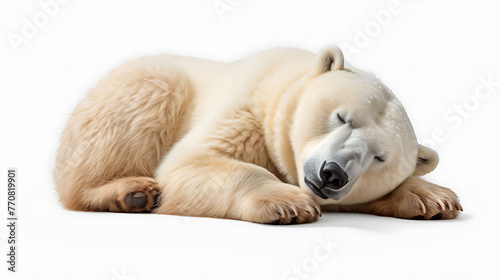 sleeping polar bear isolated on a white background as transparent