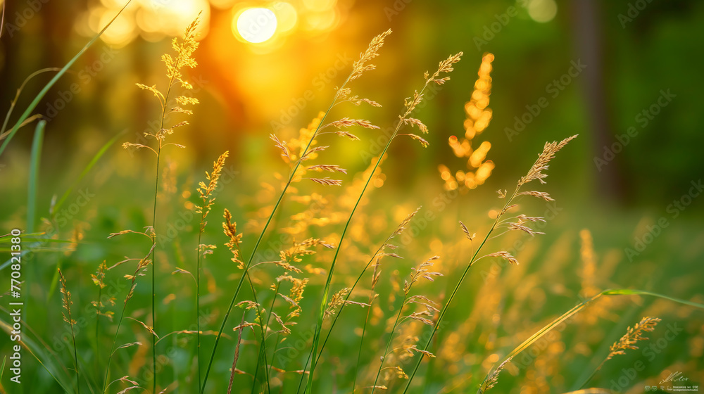 Sunset Light Filtering through a Field of Wild Grass. Golden Sunlight on Green Grass at Dusk