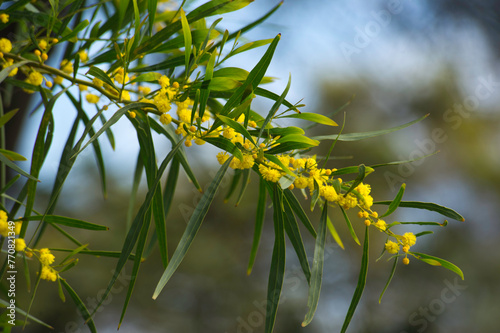 Fotografía Blue-leafed wattle / Western Australian golden wattle, Acacia saligna = Acacia c