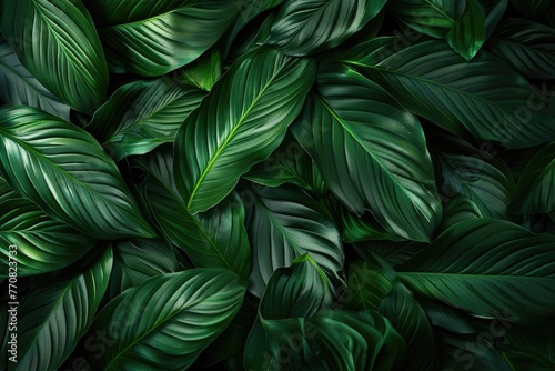 Leaf Green. Spathiphyllum Cannifolium Leaves with Abstract Dark Green Texture