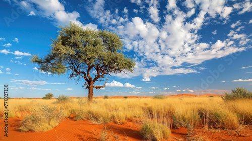 Landscape Tree. Acacia Tree Growing on Red Kalahari Sands in Sunny Savanna Landscape