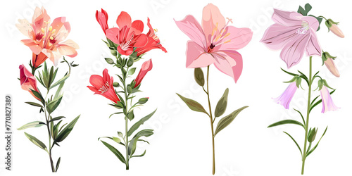 Collection of Penstemon flowers flat illustration, transparent background