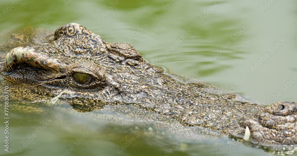 Close up of Crocodile head floating on the water surface. High definition shot at 4K, 60 fps video footage. Close up of Crocodile head floating on the water surface. High definition shot at 4K, 60 fps video footage.