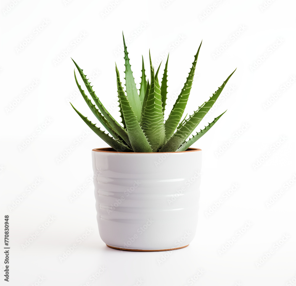 Aloe on white background Aloe on white background